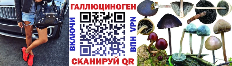 Галлюциногенные грибы Cubensis  продажа наркотиков  Новокубанск 